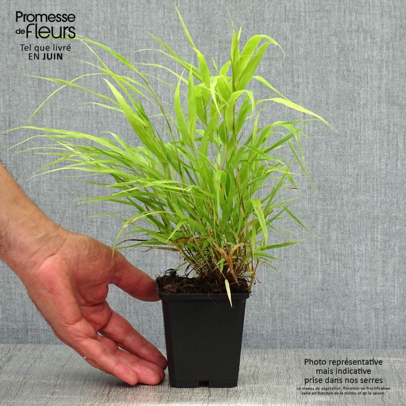 Hakonechloa macra All Gold - Japanese Forest Grass 8/9 cm pot sample as delivered in summer