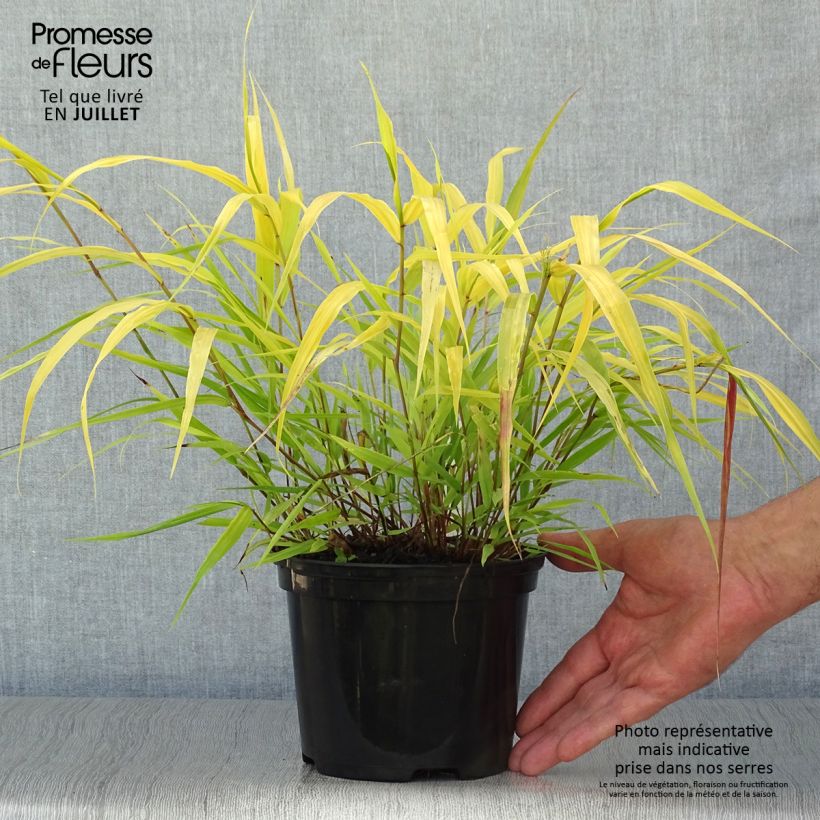 Hakonechloa macra All Gold - Japanese Forest Grass 2L/3L pot sample as delivered in summer
