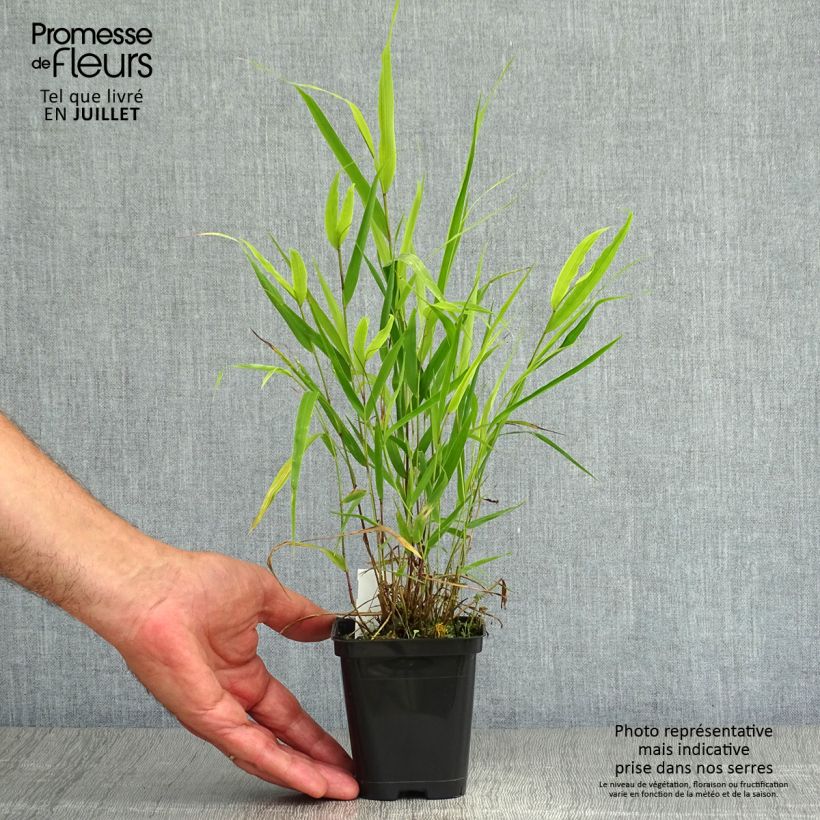 Hakonechloa macra - Japanese Forest Grass 8/9 cm pot sample as delivered in summer