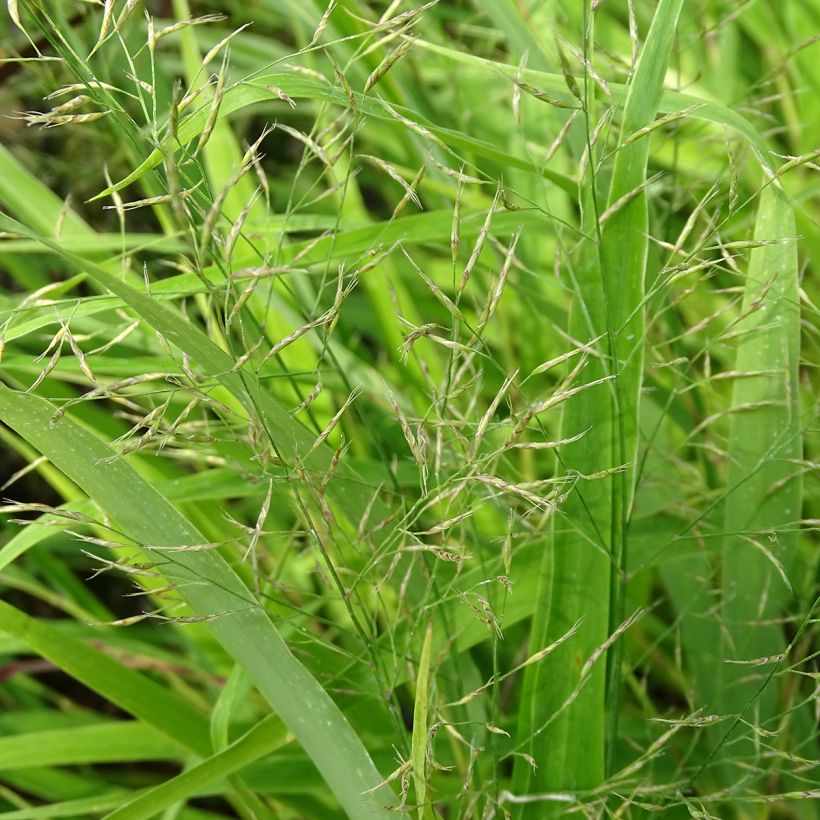 Hakonechloa macra - Japanese Forest Grass (Flowering)