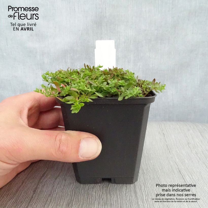 Herniaria glabra - Turquette Godet de 9cm sample as delivered in spring