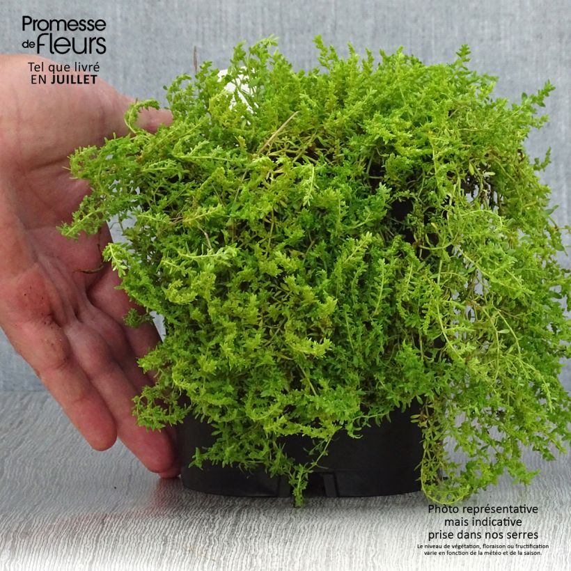 Herniaria glabra 2L/3L pot sample as delivered in summer