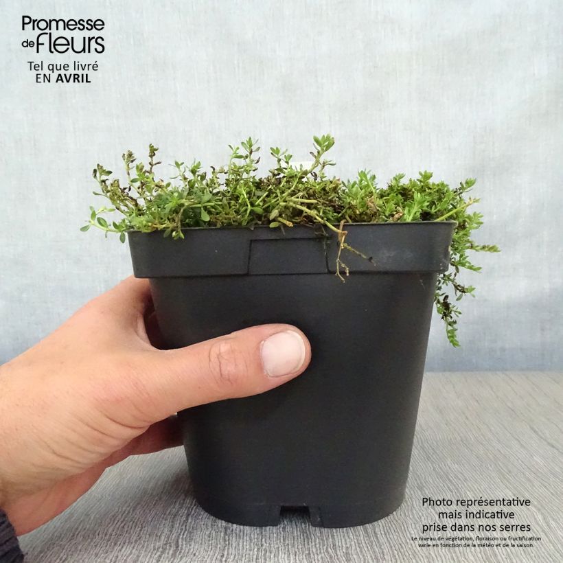 Herniaria glabra - Turquette Pot de 2/3 L sample as delivered in spring