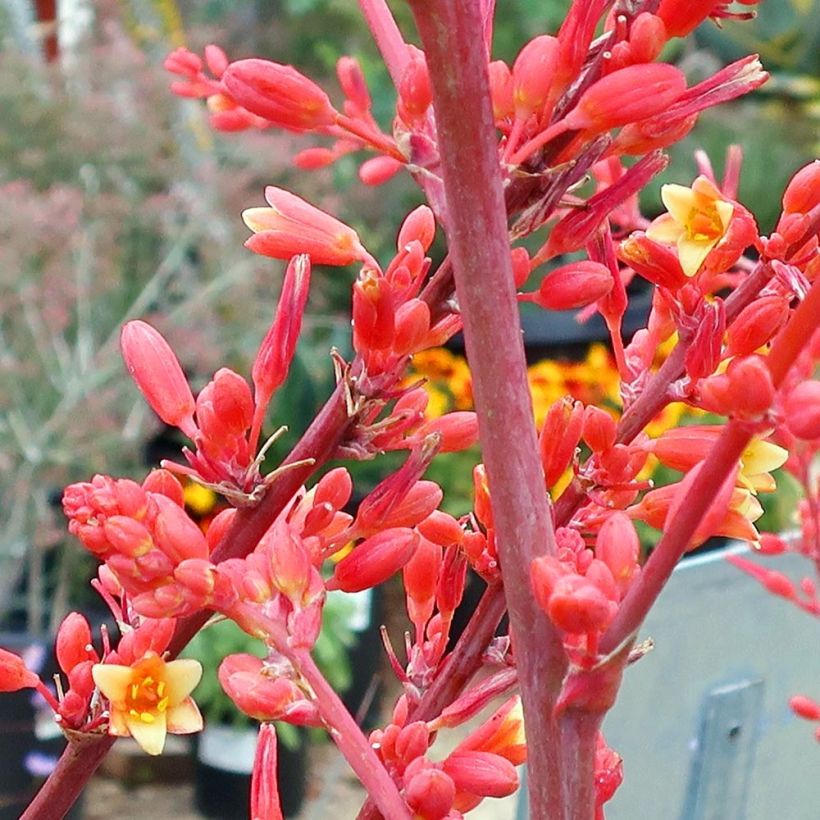 Hesperaloe parviflora - Red Yucca (Flowering)