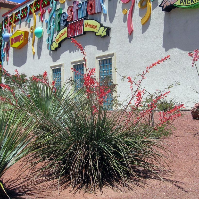 Hesperaloe parviflora - Red Yucca (Plant habit)