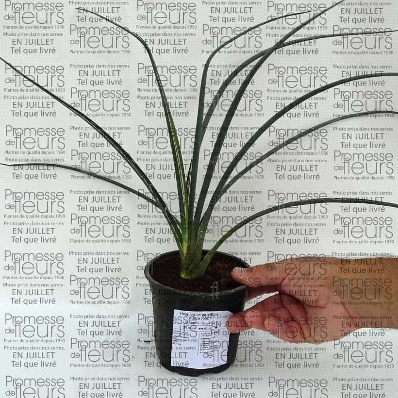 Hesperaloe parviflora - Red Yucca 7.5L/10L pot sample as delivered in summer