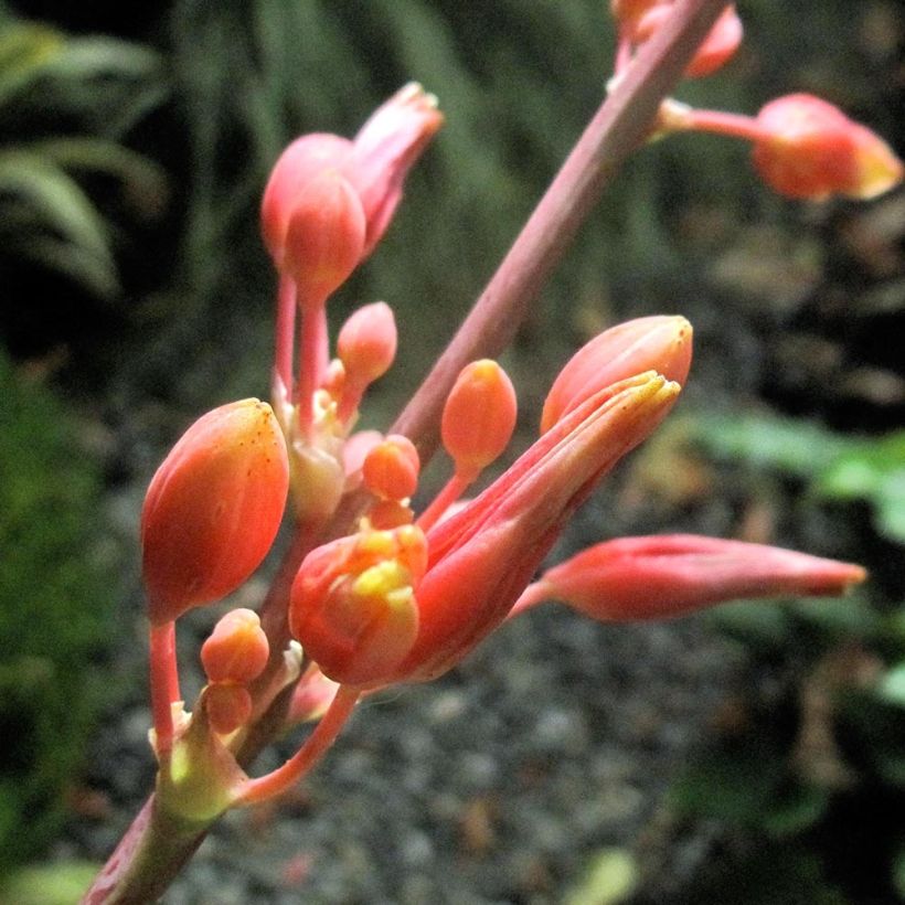 Hesperaloe parviflora Rose des Sables - Red Yucca (Flowering)
