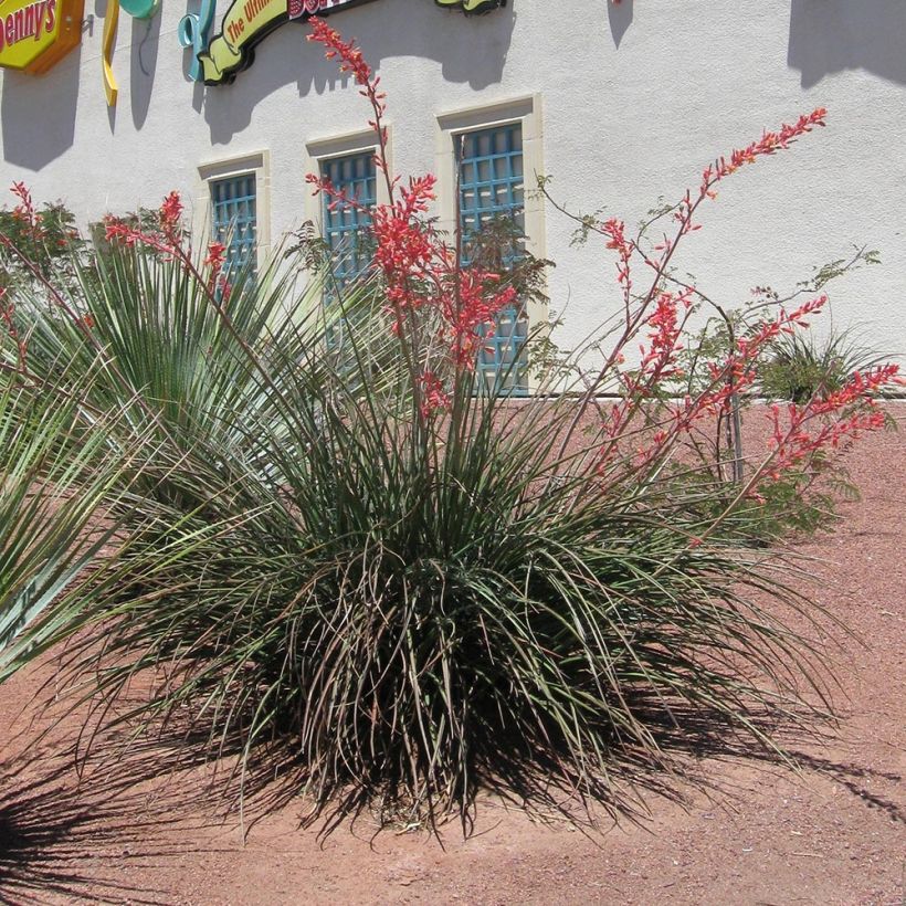 Hesperaloe parviflora Rose des Sables - Red Yucca (Plant habit)