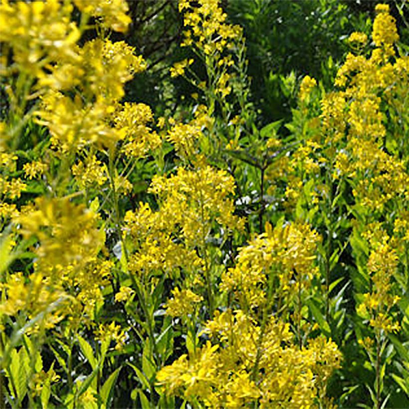 Hesperis lutea (Flowering)