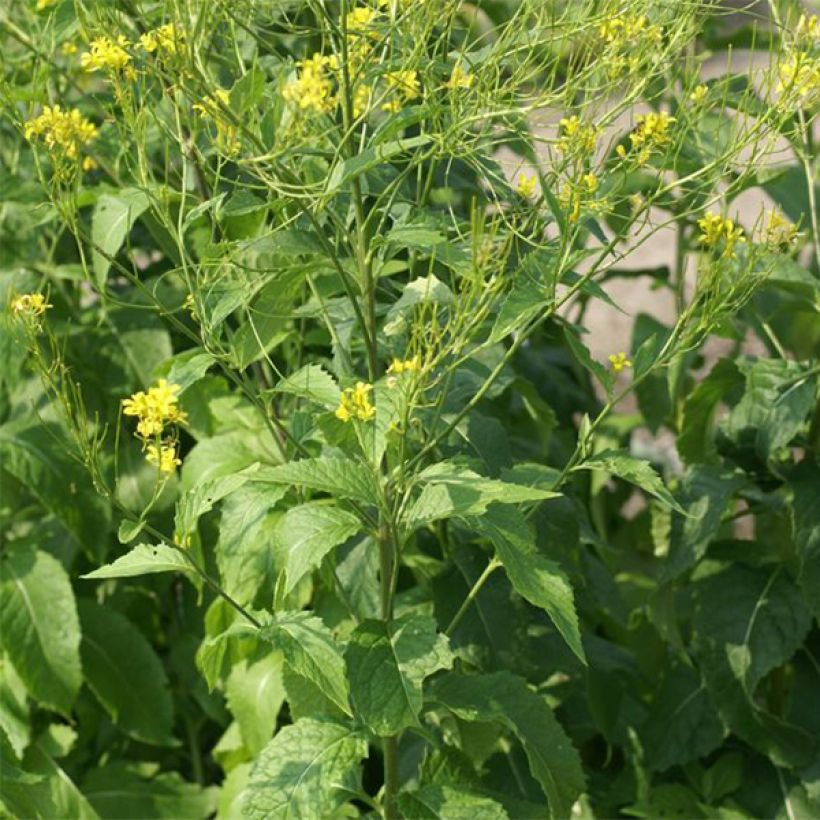 Hesperis lutea (Plant habit)