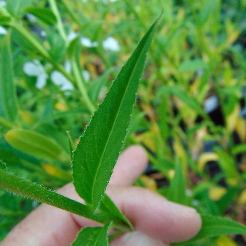 Hesperis matronalis Alba (Foliage)