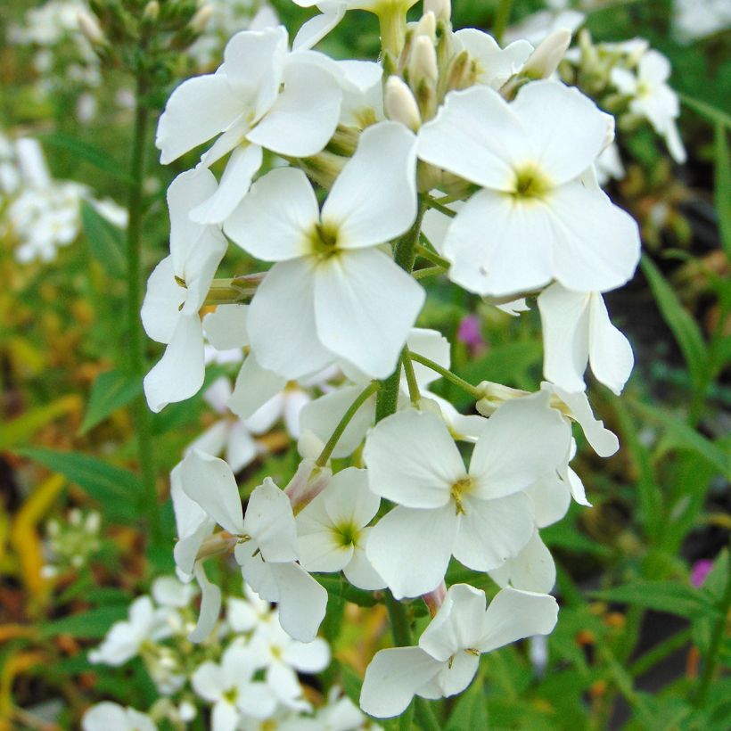 Hesperis matronalis Alba (Flowering)