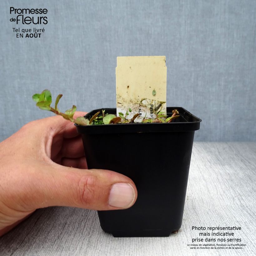 Hesperis matronalis Alba 8/9 cm pot sample as delivered in summer