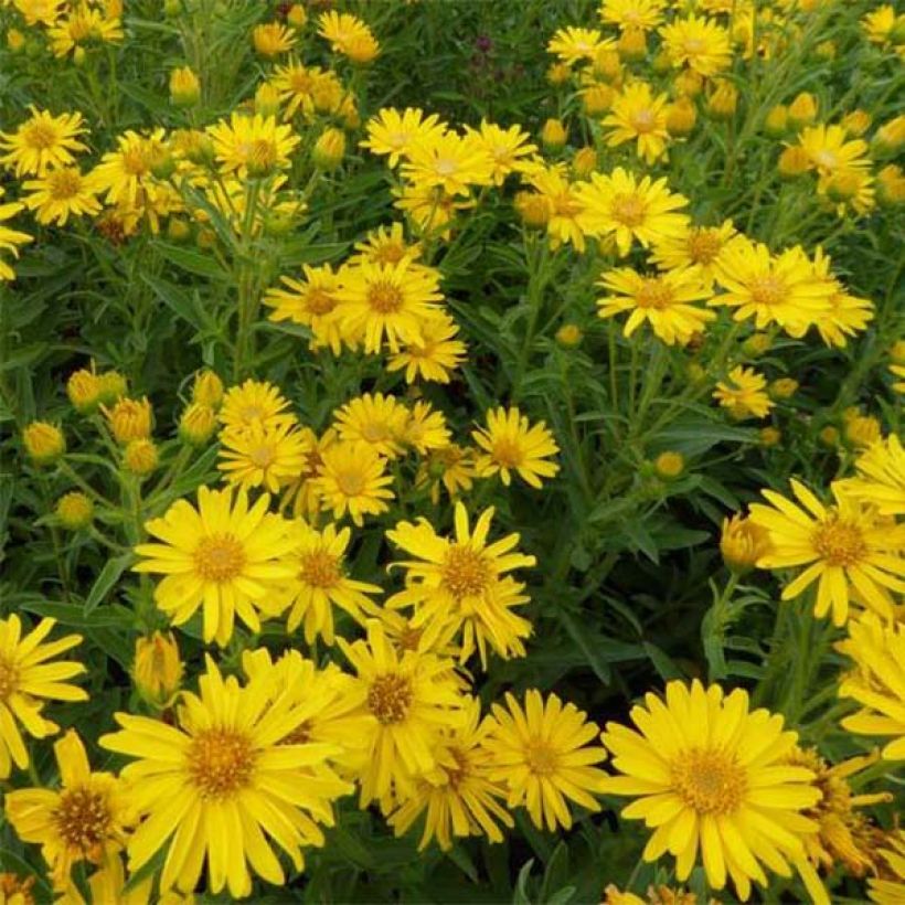 Heterotheca villosa Golden Sunshine - Hairy goldenaster (Flowering)