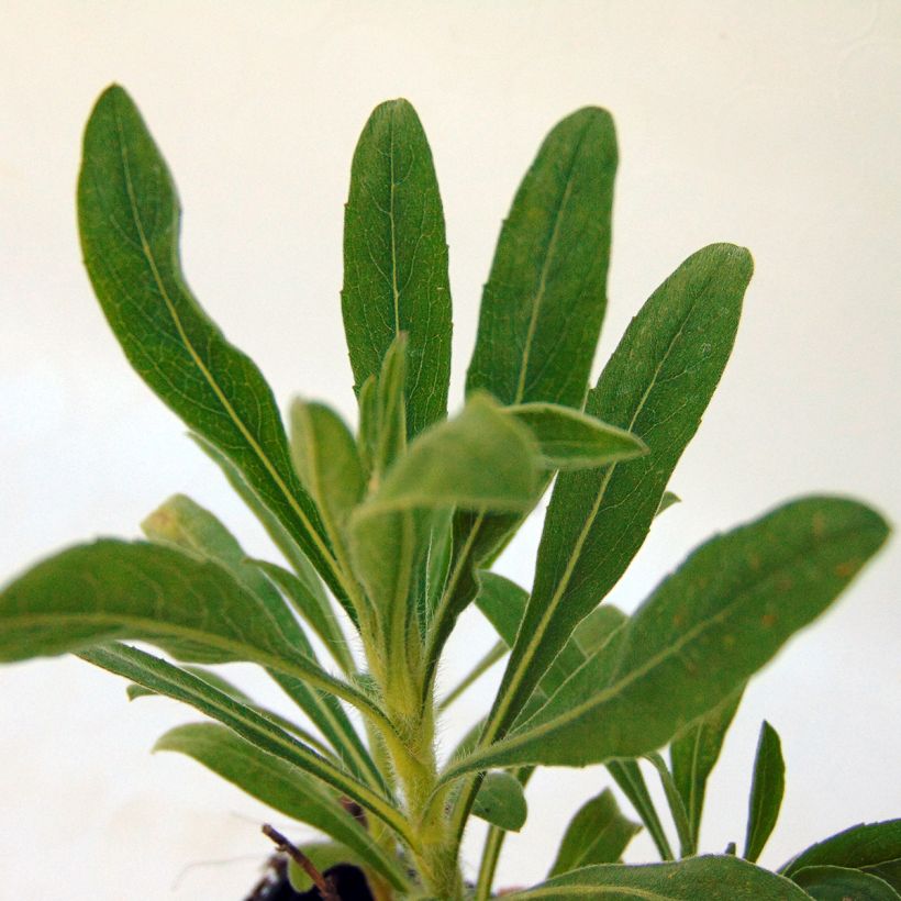 Heterotheca villosa Golden Sunshine - Hairy goldenaster (Foliage)