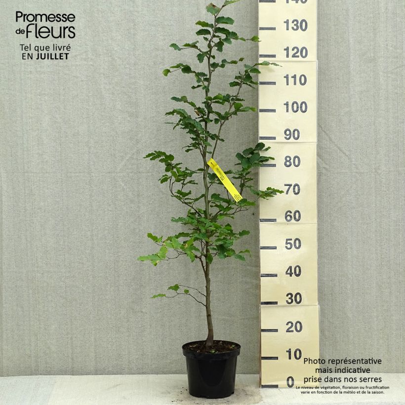 Fagus sylvatica - Beech 3L/4L pot sample as delivered in summer