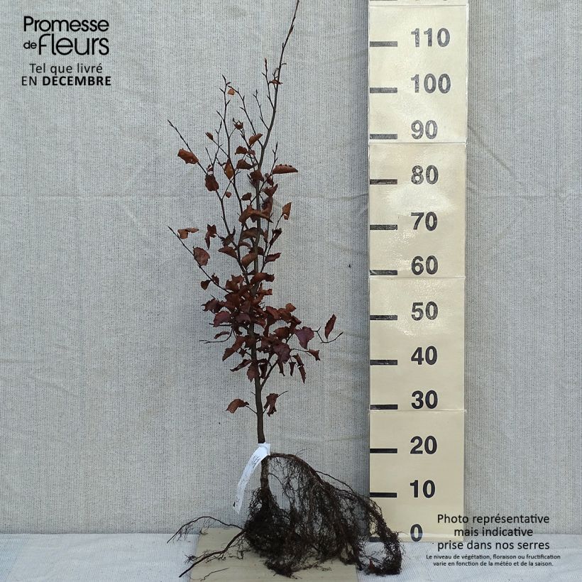 Fagus sylvatica - Beech Bare root sample as delivered in winter