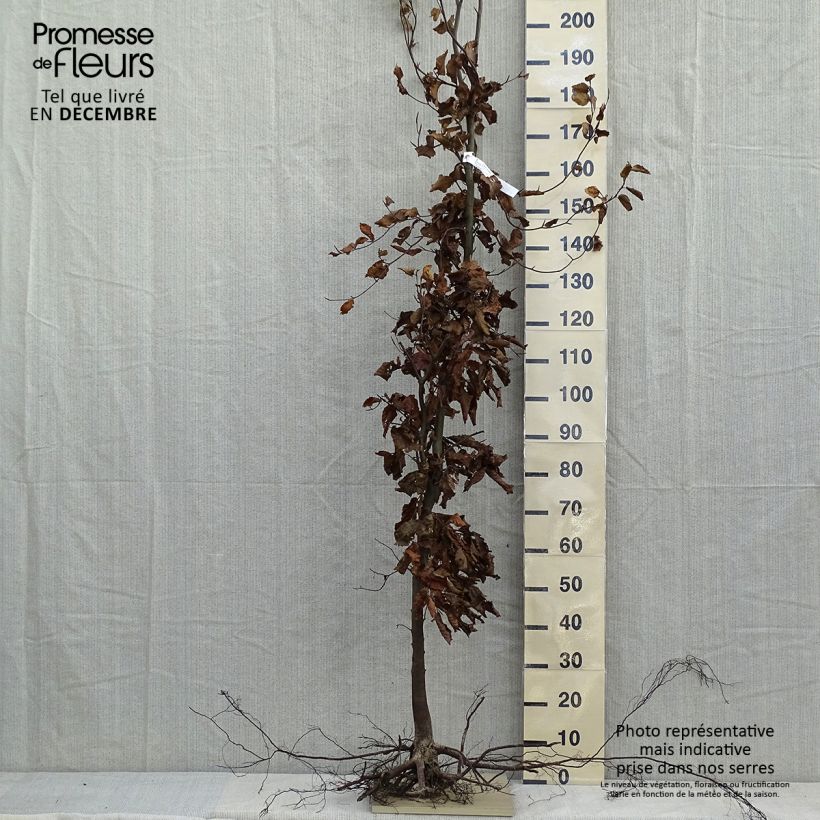Fagus sylvatica - Beech Bare root sample as delivered in winter