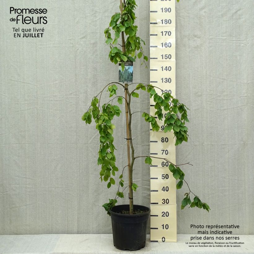 Fagus sylvatica Pendula  18L/20L pot sample as delivered in summer