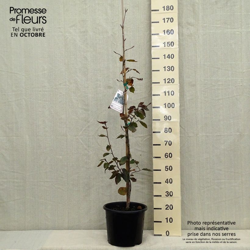 Fagus sylvatica Riversii - Beech 7.5L/10L pot sample as delivered in autumn