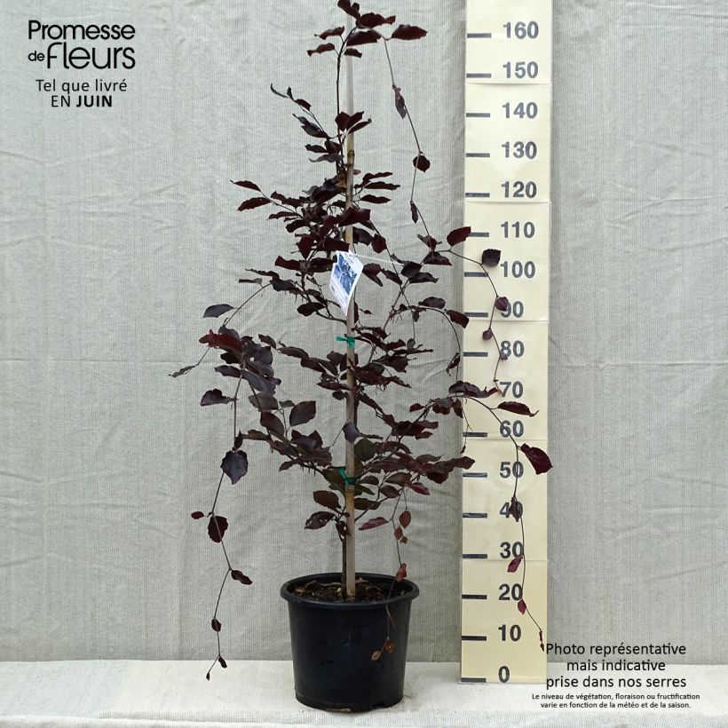 Fagus sylvatica Riversii - Beech 7.5L/10L pot sample as delivered in spring
