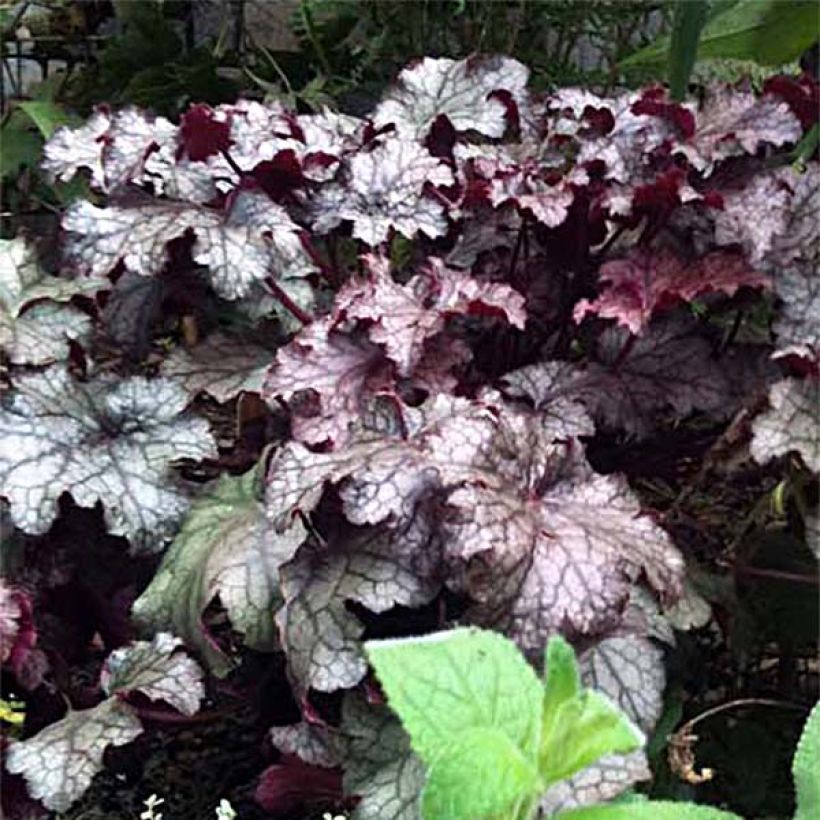 Heuchera Amethyst Myst (Flowering)