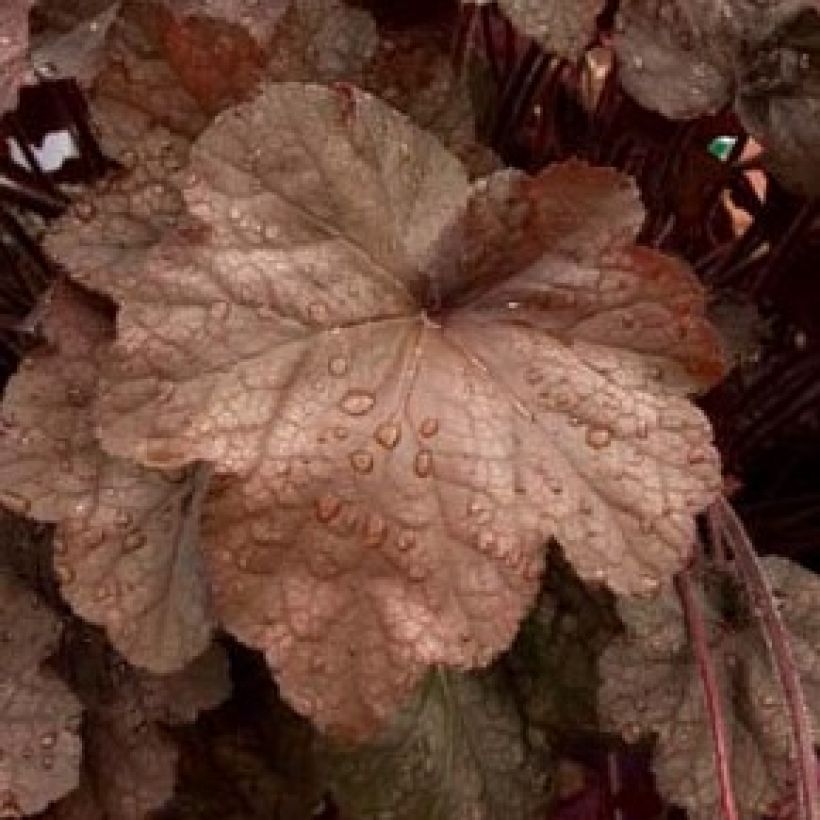 Heuchera Beaujolais (Foliage)