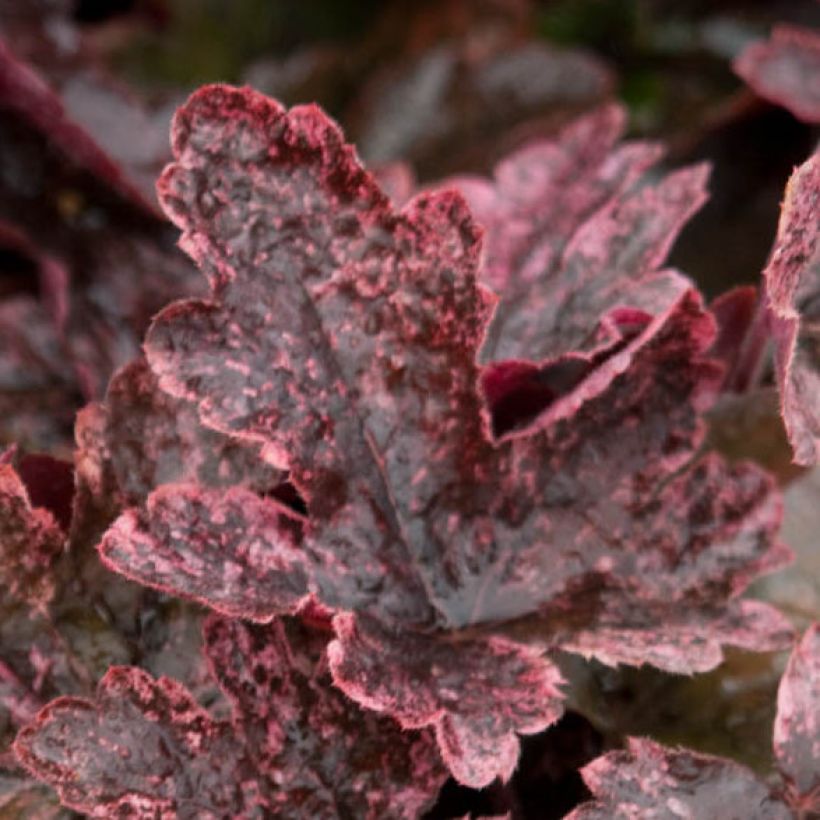 Heucherella Berry Fizz (Foliage)