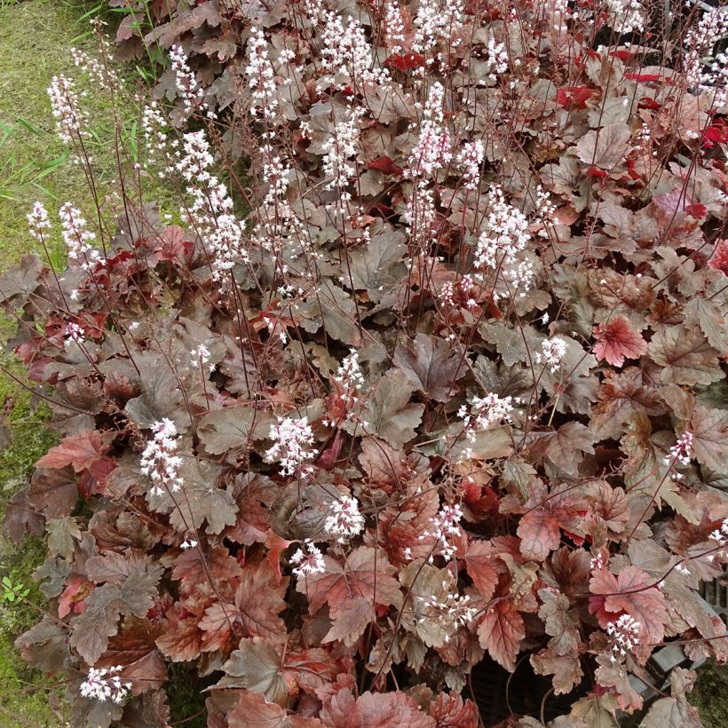 Heucherella Berry Fizz (Plant habit)