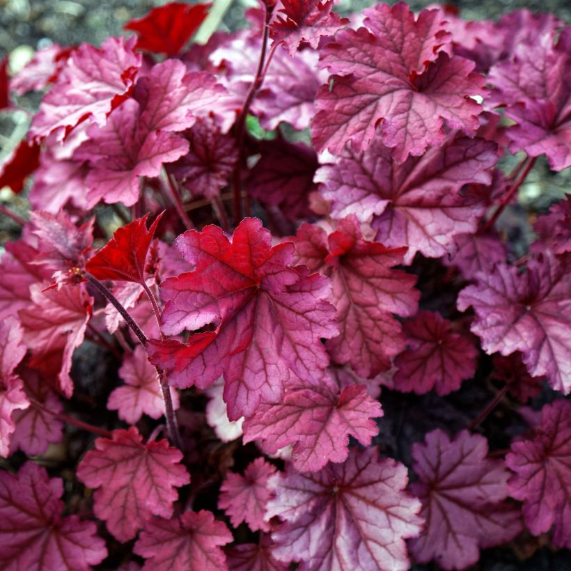 Heuchera Berry Smoothie (Foliage)