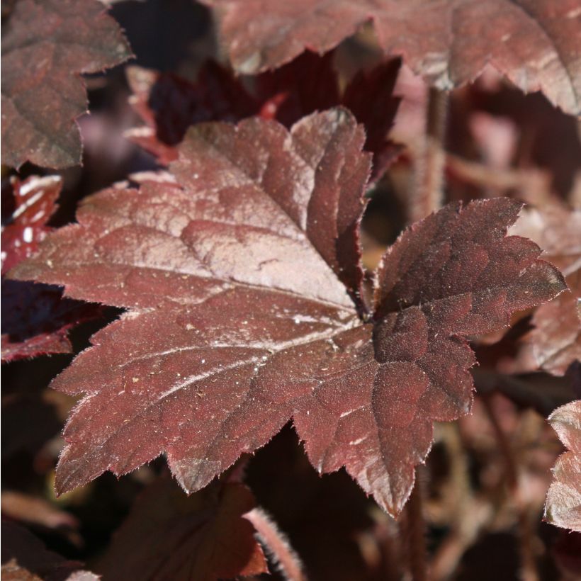 Heuchera Blackout (Foliage)