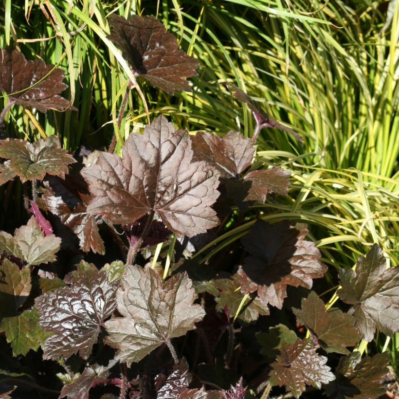 Heuchera Blackout (Plant habit)