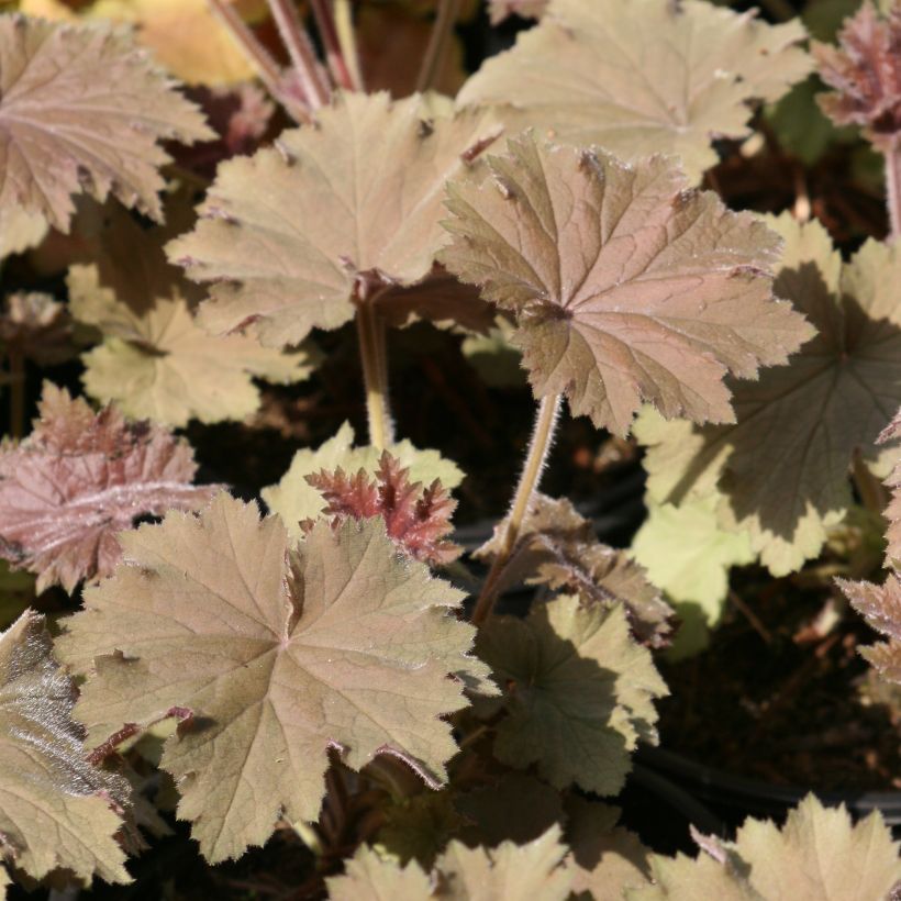 Heuchera villosa Bronze Beauty (Foliage)