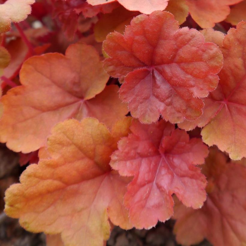 Heuchera Caribbean Sea (Foliage)