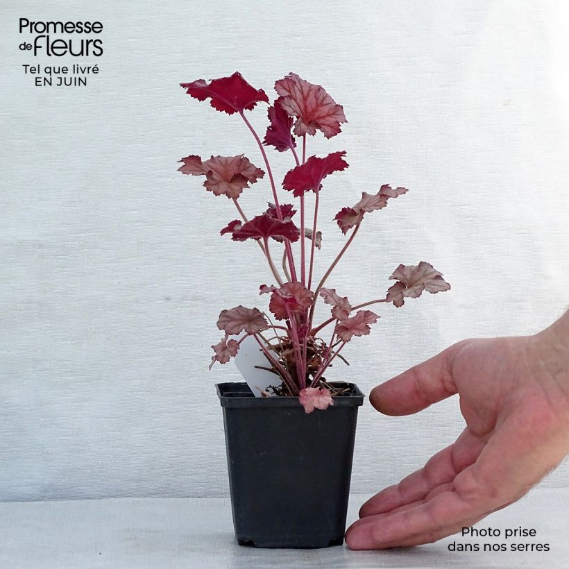 Heuchera Caribbean Sea 8/9 cm pot sample as delivered in summer