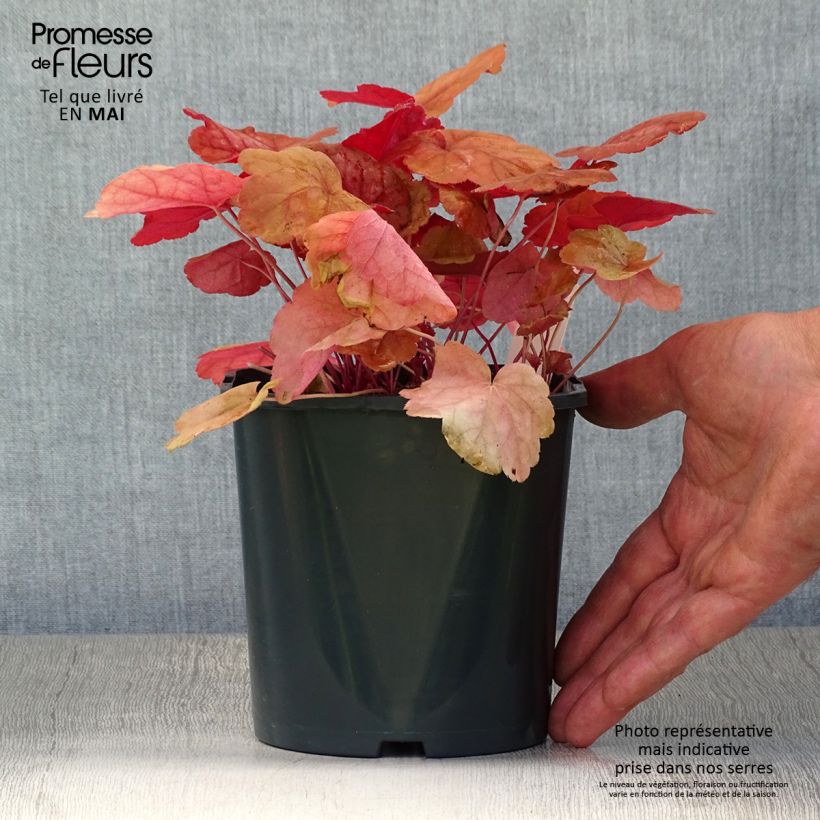 Heuchera Caribbean Sea 2L/3L pot sample as delivered in spring