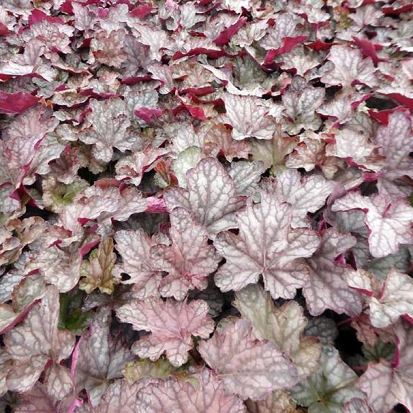 Heuchera Cascade Dawn (Foliage)