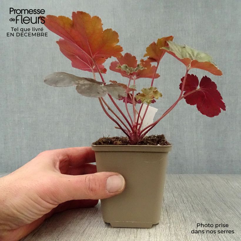 Heuchera Cherry Cola 8/9 cm pot sample as delivered in winter