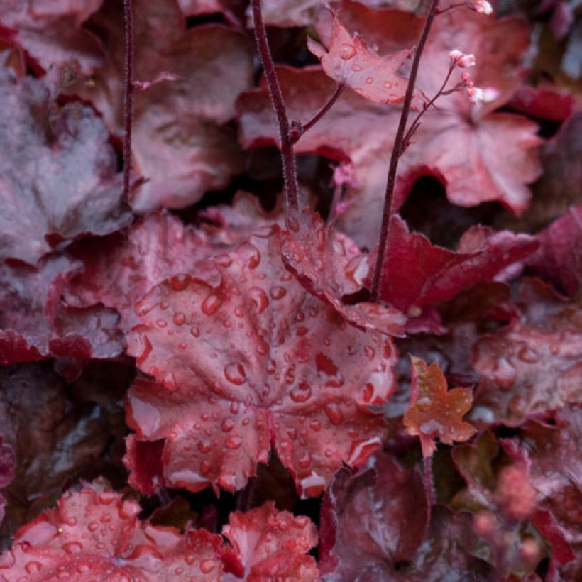 Heuchera Fire Chief (Foliage)