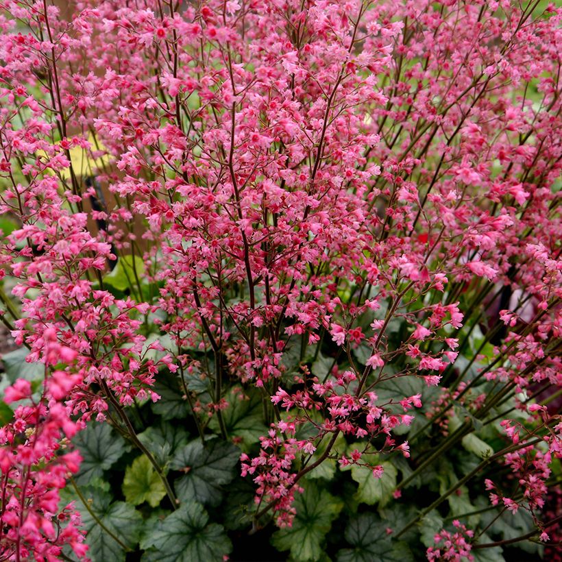 Heuchera Flower Power (Plant habit)