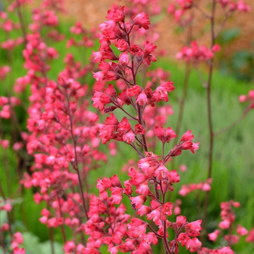 Heuchera Flower Power (Flowering)