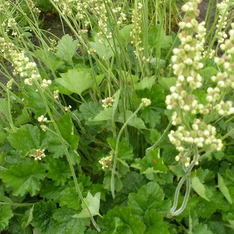 Heuchera cylindrica Green Ivory (Foliage)