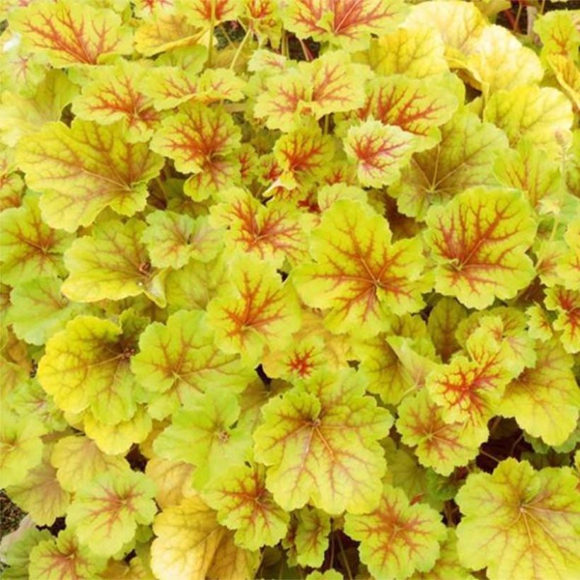 Heuchera Happy Flames (Foliage)