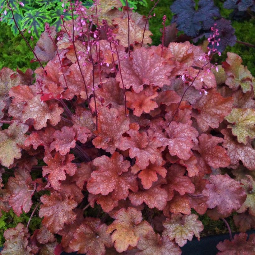 Heuchera Indian Summer Cranberry (Foliage)