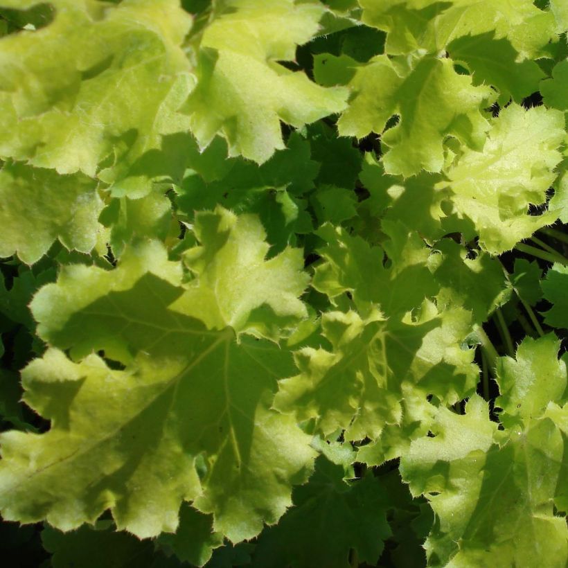 Heuchera Lime Rickey (Foliage)