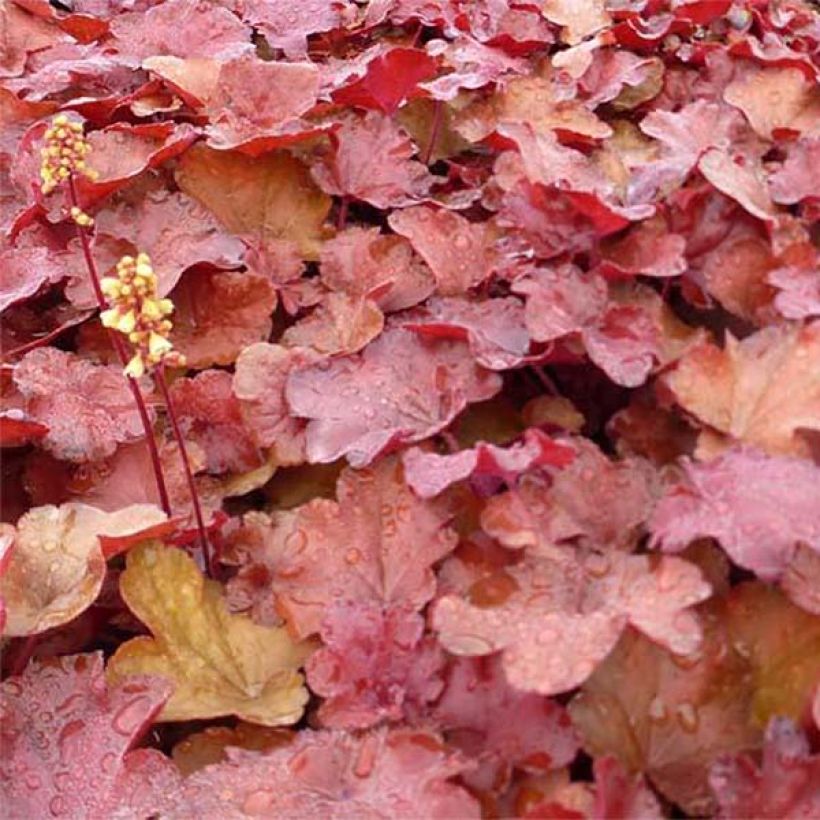 Heuchera hybrida Little Cutie Blondie (Foliage)