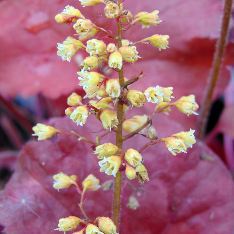 Heuchera hybrida Little Cutie Blondie (Flowering)