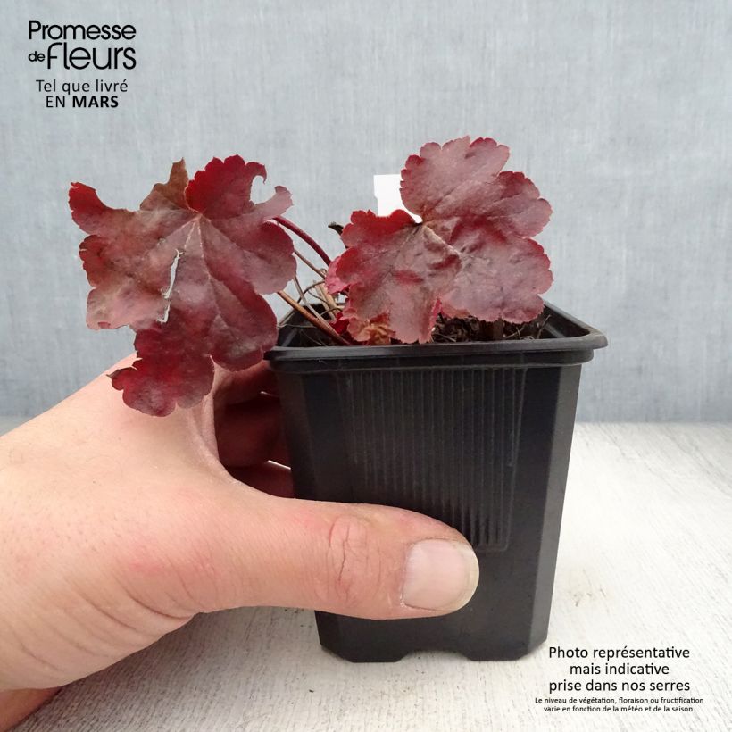 Heuchera hybrida Little Cutie Blondie sample as delivered in spring