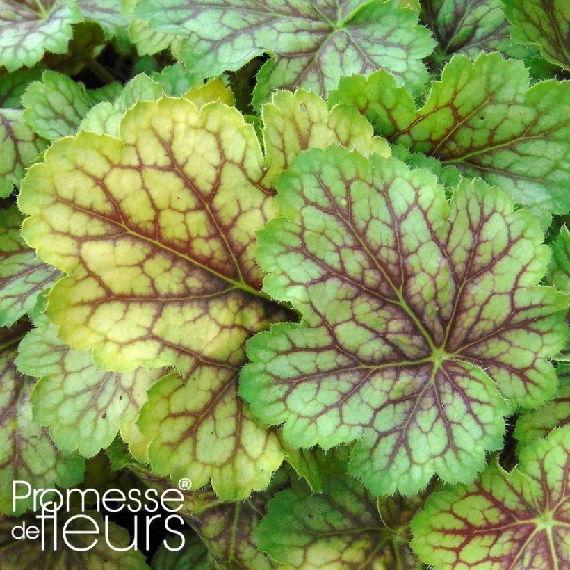 Heuchera Van Gogh (Foliage)