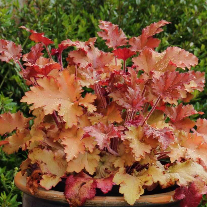 Heuchera micrantha Marmalade (Plant habit)